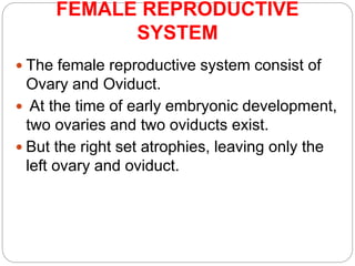 FEMALE REPRODUCTIVE
SYSTEM
 The female reproductive system consist of
Ovary and Oviduct.
 At the time of early embryonic development,
two ovaries and two oviducts exist.
 But the right set atrophies, leaving only the
left ovary and oviduct.
 