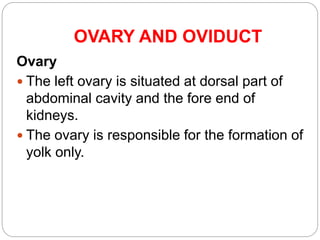 OVARY AND OVIDUCT
Ovary
 The left ovary is situated at dorsal part of
abdominal cavity and the fore end of
kidneys.
 The ovary is responsible for the formation of
yolk only.
 