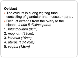 Oviduct
 The oviduct is a long zig zag tube
consisting of glandular and muscular parts .
 Oviduct extends from the ovary to the
cloaca. It has 5 distinct parts:
1. Infundibulum (9cm)
2. magnum (33cm),
3. isthmus (10cm),
4. uterus (10-12cm)
5. vagina (12cm)
 