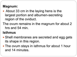 Magnum:
 About 33 cm in the laying hens is the
largest portion and albumen-secreting
region of the oviduct.
The ovum remains in the magnum for about 2
hrs and 54 min.
Isthmus
 Shell membranes are secreted and egg gets
its shape in this region.
 The ovum stays in isthmus for about 1 hour
and 14 minutes.
 