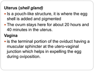 Uterus (shell gland)
 Is a pouch-like structure, it is where the egg
shell is added and pigmented
 The ovum stays here for about 20 hours and
40 minutes in the uterus.
Vagina
 is the terminal portion of the oviduct having a
muscular sphincter at the utero-vaginal
junction which helps in expelling the egg
during oviposition.
 