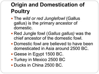 Origin and Domestication of
Poultry
 The wild or red Junglefowl (Gallus
gallus) is the primary ancestor of
domestic.
 Red Jungle fowl (Gallus gallus) was the
chief ancestor of the domestic fowl.
 Domestic fowl are believed to have been
domesticated in Asia around 2500 BC.
 Geese in Egypt 1500 BC.
 Turkey in Mexico 2500 BC
 Ducks in China 2500 BC.
 