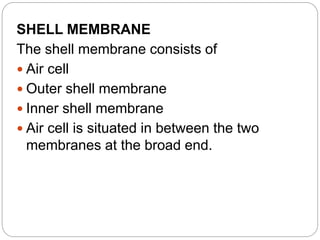 SHELL MEMBRANE
The shell membrane consists of
 Air cell
 Outer shell membrane
 Inner shell membrane
 Air cell is situated in between the two
membranes at the broad end.
 
