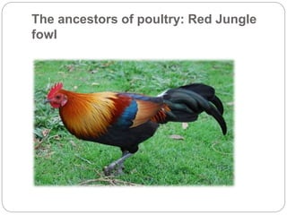 The ancestors of poultry: Red Jungle
fowl
 