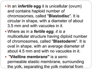  In an infertile egg it is unicellular (ovum)
and contains haploid number of
chromosomes, called "Blastodisc". It is
circular in shape, with a diameter of about
3.5 mm and with vacuoles in it.
 Where as in a fertile egg, it is a
multicellular structure having diploid number
of chromosomes, called "Blastoderm". It is
oval in shape, with an average diameter of
about 4.5 mm and with no vacuoles in it.
 "Vitelline membrane" is a semi-
permeable elastic membrane, surrounding
the yolk, separating the yolk material from
 