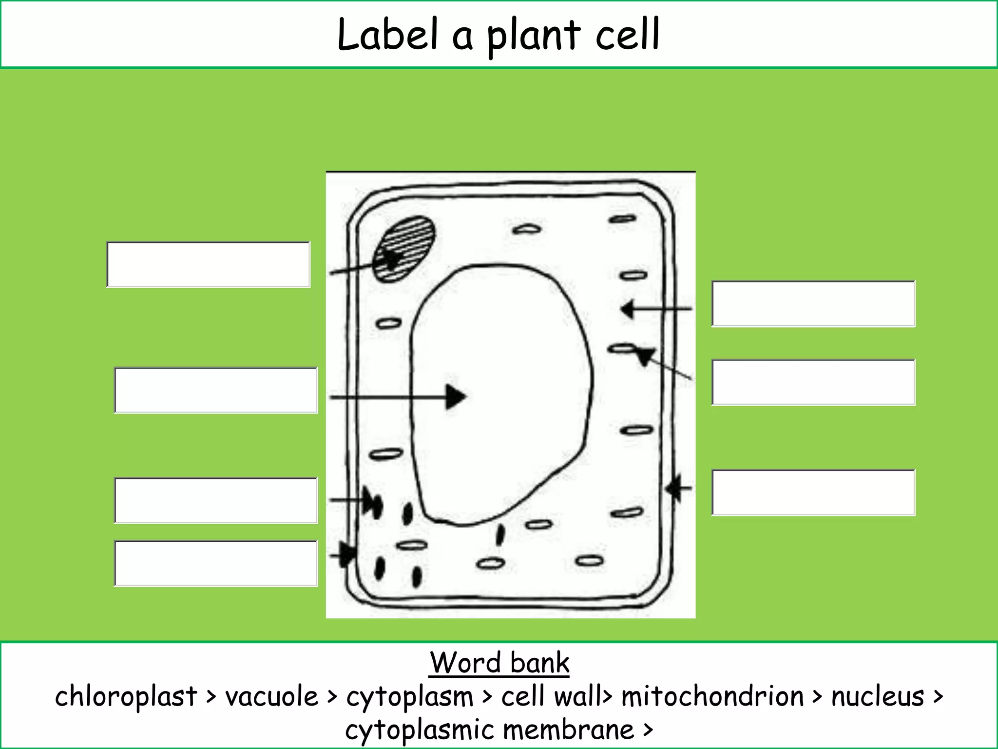 Label a plant cell




                              Word bank
chloroplast > vacuole > cytoplasm > cell wall> mitochondrion > nucleus >
                        cytoplasmic membrane >
 
