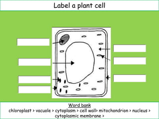 Label a plant cell




                              Word bank
chloroplast > vacuole > cytoplasm > cell wall> mitochondrion > nucleus >
                        cytoplasmic membrane >
 