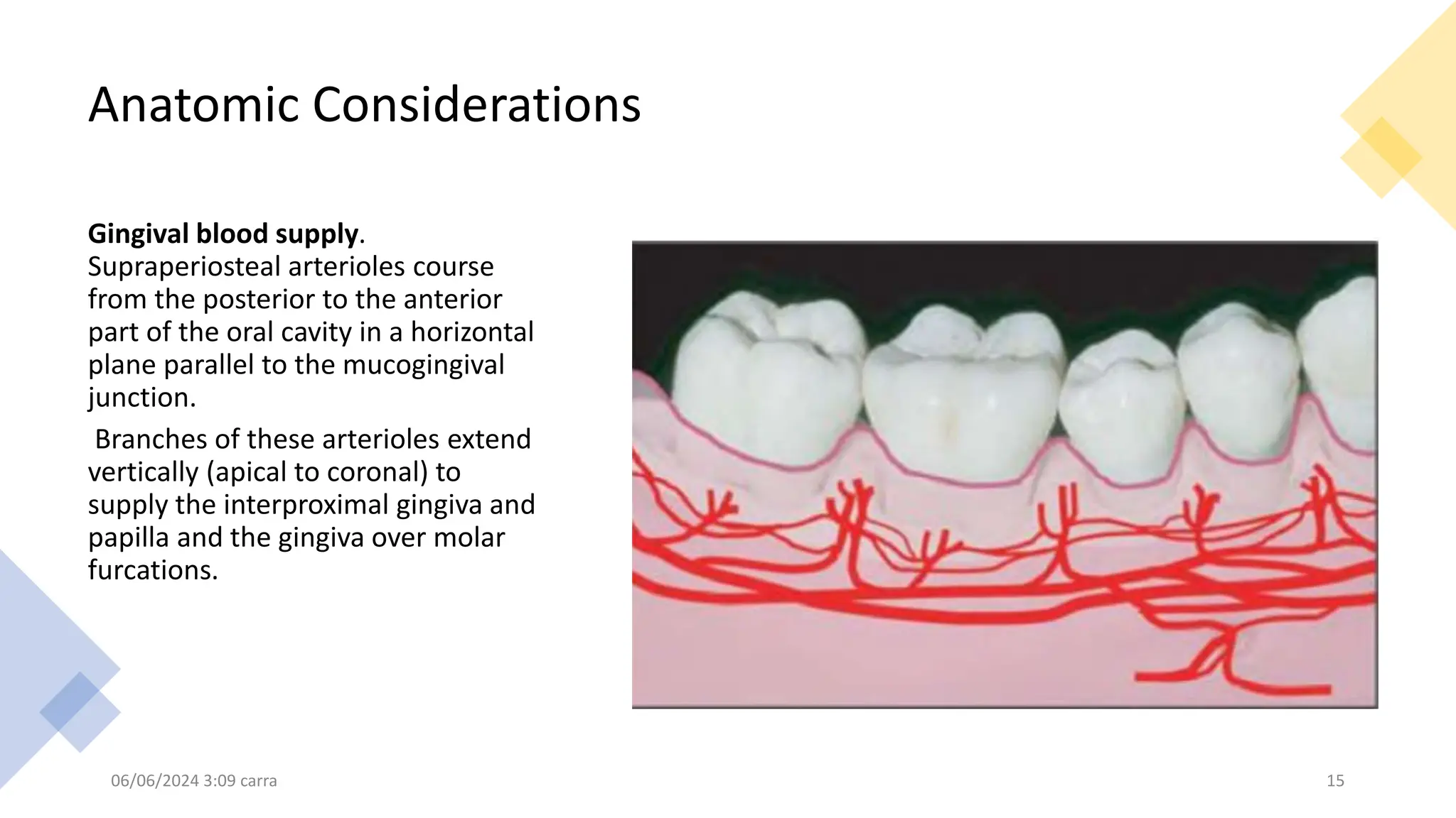 Anatomic Considerations
Gingival blood supply.
Supraperiosteal arterioles course
from the posterior to the anterior
part of the oral cavity in a horizontal
plane parallel to the mucogingival
junction.
Branches of these arterioles extend
vertically (apical to coronal) to
supply the interproximal gingiva and
papilla and the gingiva over molar
furcations.
06/06/2024 3:09 carra 15
 