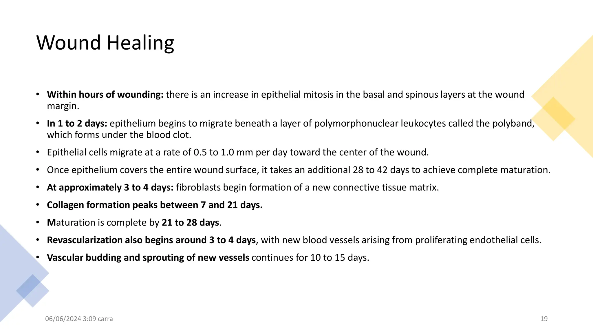 Wound Healing
• Within hours of wounding: there is an increase in epithelial mitosis in the basal and spinous layers at the wound
margin.
• In 1 to 2 days: epithelium begins to migrate beneath a layer of polymorphonuclear leukocytes called the polyband,
which forms under the blood clot.
• Epithelial cells migrate at a rate of 0.5 to 1.0 mm per day toward the center of the wound.
• Once epithelium covers the entire wound surface, it takes an additional 28 to 42 days to achieve complete maturation.
• At approximately 3 to 4 days: fibroblasts begin formation of a new connective tissue matrix.
• Collagen formation peaks between 7 and 21 days.
• Maturation is complete by 21 to 28 days.
• Revascularization also begins around 3 to 4 days, with new blood vessels arising from proliferating endothelial cells.
• Vascular budding and sprouting of new vessels continues for 10 to 15 days.
06/06/2024 3:09 carra 19
 