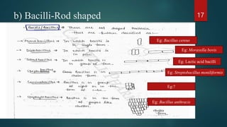 Introduction to Prokaryote and Eukaryote | PPTX