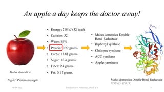 An apple a day keeps the doctor away!
• Energy: 218 kJ (52 kcal)
• Calories: 52.
• Water: 86%
• Protein: 0.27 grams.
• Carbs: 13.81 grams.
• Sugar: 10.4 grams.
• Fiber: 2.4 grams.
• Fat: 0.17 grams.
Malus domestica
• Malus domestica Double
Bond Reductase
• Biphenyl synthase
• Chalcone synthase
• ACC synthase
• Apple tyrosinase
Malus domestica Double Bond Reductase
PDB ID: 6YUX
06-04-2022 Introduction to Proteomics_Shryli K S 3
Fig 02: Proteins in apple.
 