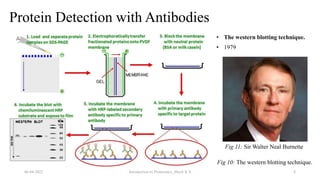 Protein Detection with Antibodies
06-04-2022 Introduction to Proteomics_Shryli K S 8
Fig 10: The western blotting technique.
• The western blotting technique.
• 1979
Fig 11: Sir Walter Neal Burnette
 