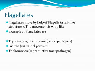 Flagellates
⚫Flagellates move by helpof Flagella (a tail-like
structure ). The movement is whip like
⚫Exampleof Flagellatesare
⚫Trypnosoma, Leishmenia (blood pathogen)
⚫Giardia (intestinal parasite)
⚫Trichomonas (reproductivetract pathogen)
 