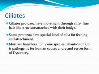 Ciliates
⚫Ciliates protozoa have movement through cilia( fine
hair like structureattached with their body).
⚫Some protozoa have special kind of cilia for feeding
and attachment.
⚫Most are harmless. Only one species Balantidium Coli
is pathogenic for human causes a rare and server form
of Dysentery.
 