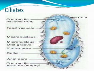Ciliates
 