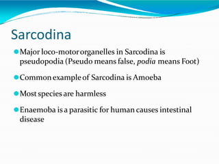 Sarcodina
⚫Major loco-motororganelles in Sarcodina is
pseudopodia (Pseudo means false, podia means Foot)
⚫Commonexampleof Sarcodina is Amoeba
⚫Mostspecies are harmless
⚫Enaemoba is a parasitic for human causes intestinal
disease
 