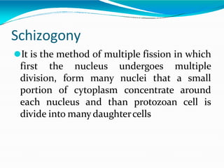 Schizogony
⚫It is the method of multiple fission in which
first the nucleus undergoes multiple
division, form many nuclei that a small
portion of cytoplasm concentrate around
each nucleus and than protozoan cell is
divide into many daughtercells
 