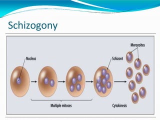 Schizogony
 