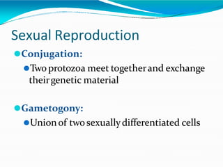 Sexual Reproduction
⚫Conjugation:
⚫Two protozoa meet togetherand exchange
theirgenetic material
⚫Gametogony:
⚫Unionof twosexuallydifferentiated cells
 