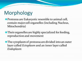 Morphology
⚫Protozoa are Eukaryotic resemble to animal cell,
contain majorcell organelles (including Nucleus,
Mitochondria)
⚫Theirorganellesare highly specialized for feeding,
reproduction and movement
⚫Thecytoplasmof protozoaaredivided intoan outer
layer called Ectoplasm and an inner layer called
Endoplasm
 