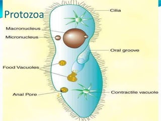 Protozoa
 