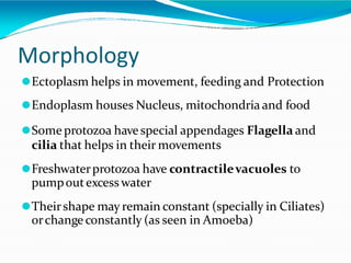 Morphology
⚫Ectoplasm helps in movement, feeding and Protection
⚫Endoplasm houses Nucleus, mitochondria and food
⚫Some protozoa havespecial appendages Flagella and
cilia that helps in their movements
⚫Freshwaterprotozoa have contractilevacuoles to
pumpoutexcess water
⚫Theirshape may remain constant (specially in Ciliates)
orchange constantly (as seen in Amoeba)
 