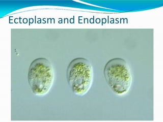 Ectoplasm and Endoplasm
 