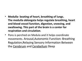 • Medulla- beating of heart, breathing of lungs.
The medulla oblongata helps regulate breathing, heart
and blood vessel fu...