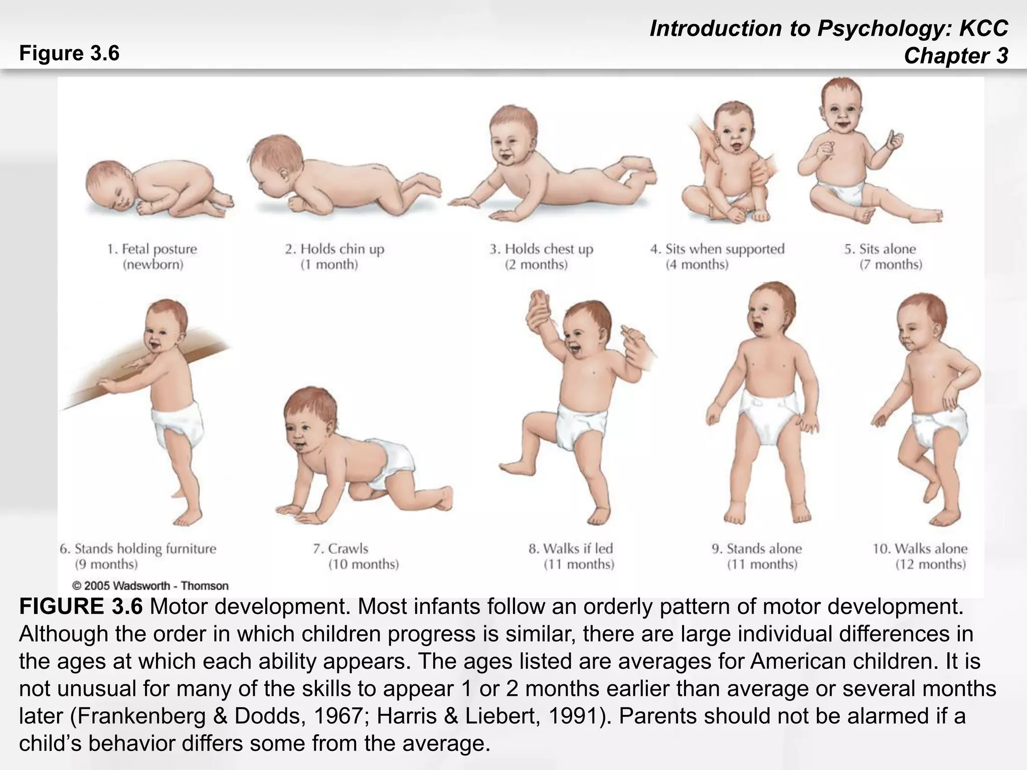 Introduction to Psychology: KCC
Chapter 3Figure 3.6
FIGURE 3.6 Motor development. Most infants follow an orderly pattern of motor development.
Although the order in which children progress is similar, there are large individual differences in
the ages at which each ability appears. The ages listed are averages for American children. It is
not unusual for many of the skills to appear 1 or 2 months earlier than average or several months
later (Frankenberg & Dodds, 1967; Harris & Liebert, 1991). Parents should not be alarmed if a
child’s behavior differs some from the average.
 