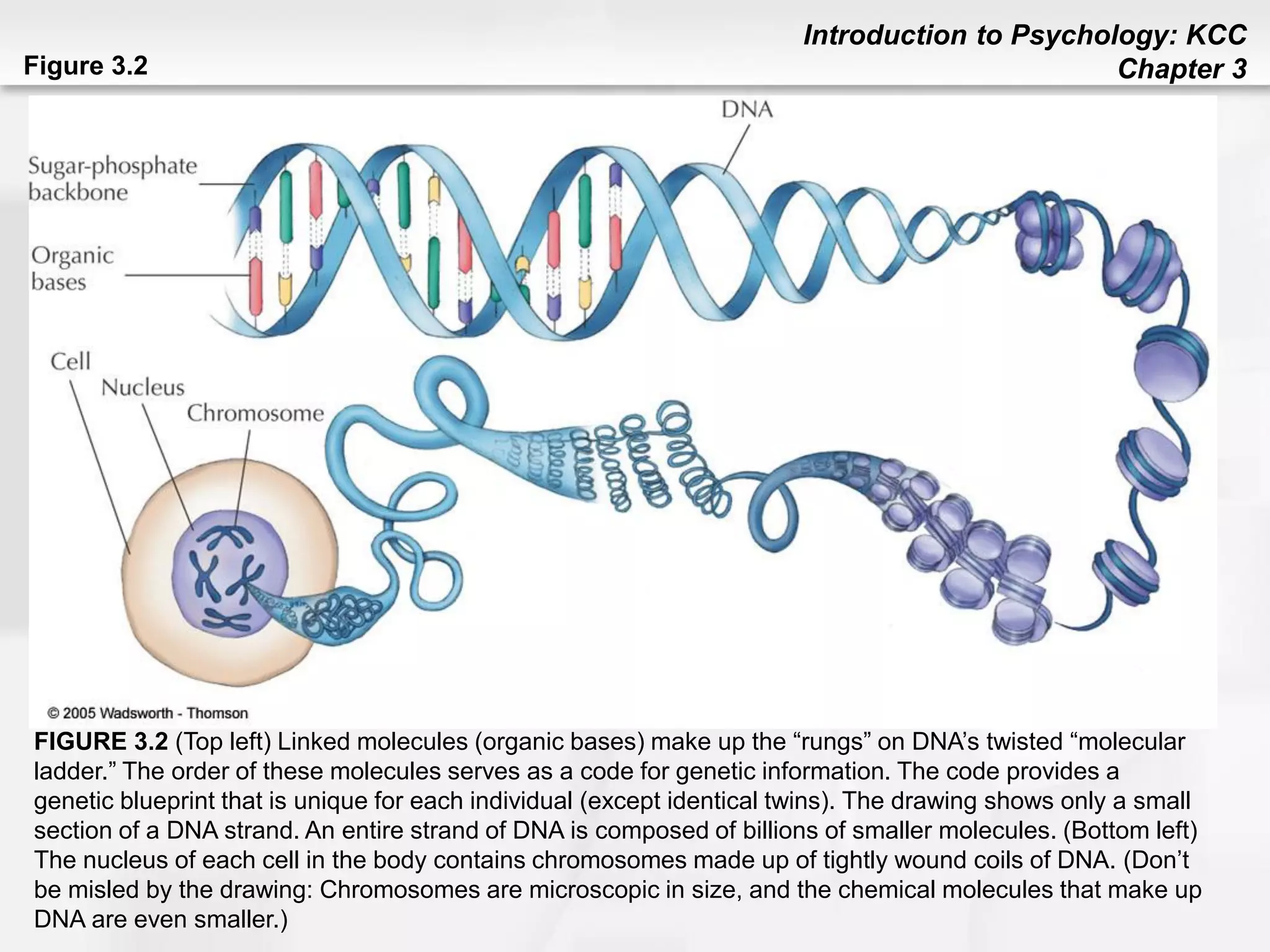 Introduction to Psychology: KCC
Chapter 3Figure 3.2
FIGURE 3.2 (Top left) Linked molecules (organic bases) make up the “rungs” on DNA’s twisted “molecular
ladder.” The order of these molecules serves as a code for genetic information. The code provides a
genetic blueprint that is unique for each individual (except identical twins). The drawing shows only a small
section of a DNA strand. An entire strand of DNA is composed of billions of smaller molecules. (Bottom left)
The nucleus of each cell in the body contains chromosomes made up of tightly wound coils of DNA. (Don’t
be misled by the drawing: Chromosomes are microscopic in size, and the chemical molecules that make up
DNA are even smaller.)
 