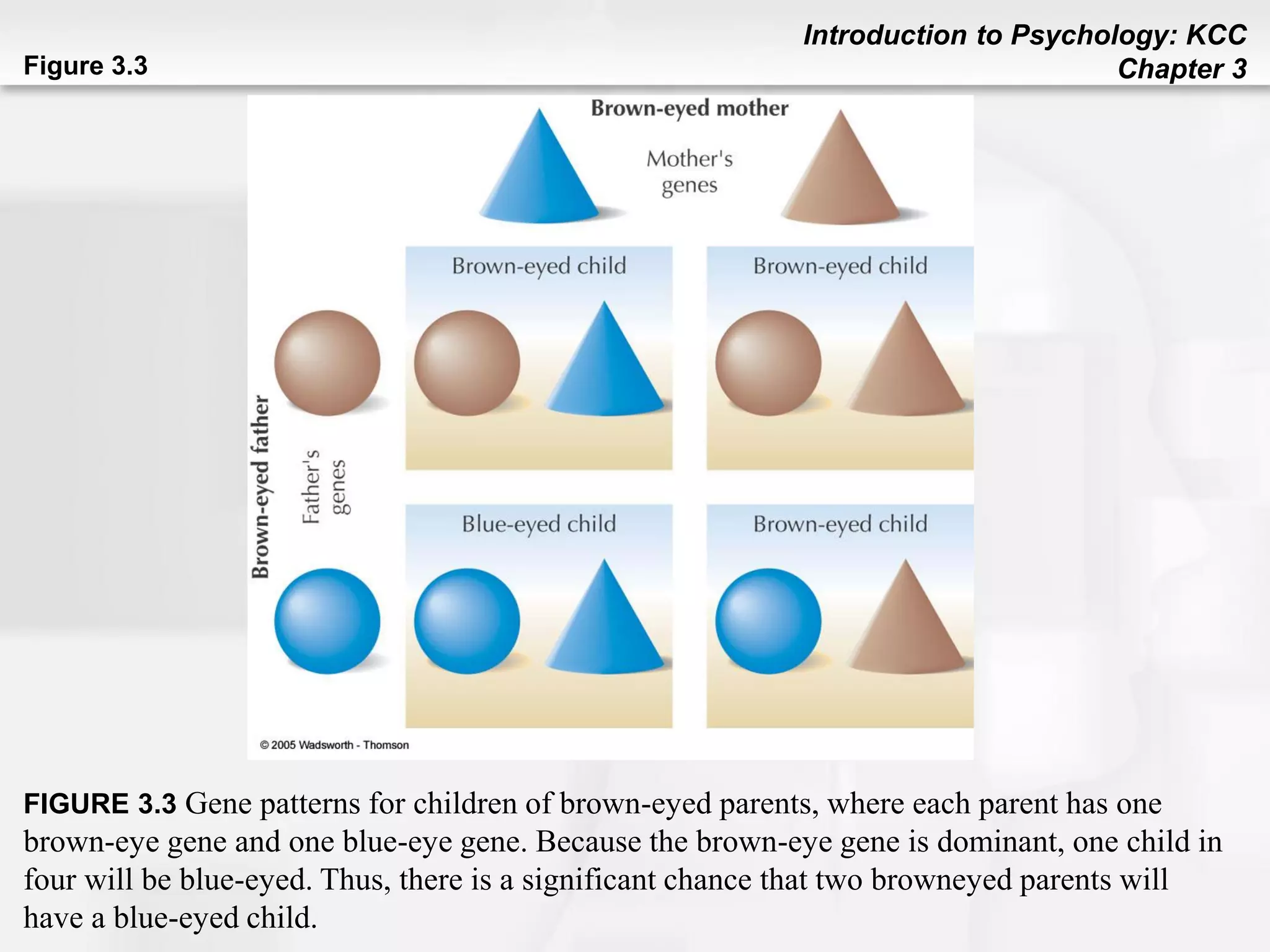 Introduction to Psychology: KCC
Chapter 3Figure 3.3
FIGURE 3.3 Gene patterns for children of brown-eyed parents, where each parent has one
brown-eye gene and one blue-eye gene. Because the brown-eye gene is dominant, one child in
four will be blue-eyed. Thus, there is a significant chance that two browneyed parents will
have a blue-eyed child.
 