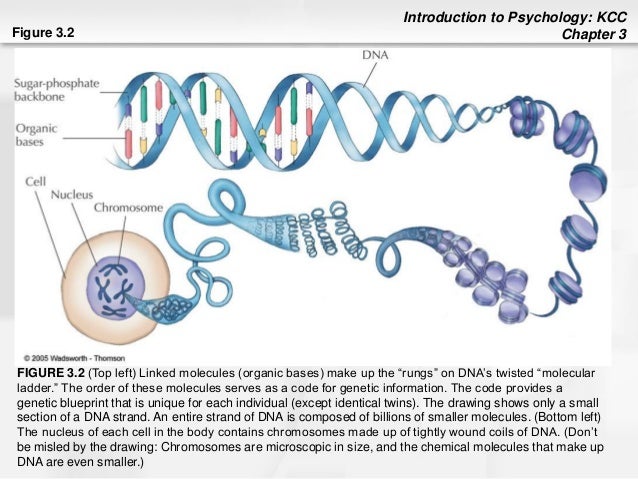 an introduction to the human development Introduction welcome to the embryology education and research website in its 21st year online it therefore provides a unique research and educational resource for studying all aspects of early human development. an introduction to the human development Introduction welcome to the embryology education and research website in its 21st year online it therefore provides a unique research and educational resource for studying all aspects of early human development.