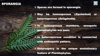 Introduction to pteridology | PDF