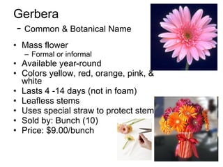 Gerbera  -  Common & Botanical Name Mass flower Formal or informal Available year-round Colors yellow, red, orange, pink, & white Lasts 4 -14 days (not in foam) Leafless stems Uses special straw to protect stem Sold by: Bunch (10) Price: $9.00/bunch 
