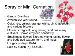 Spray or Mini Carnation Genus: Dianthus Availability: year-round Color: red, yellow, orange, white, pink, lavender, and various bicolors Flower is fragrant, long lasting, and has many cultivars. Shows ethylene sensitivity. Small mass flower: Extremely long-lasting flower and buds add texture, form, and mass. Longevity: days 10-14 Sold by bunch (5), $3.50/bu 