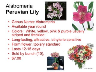 Alstromeria  Peruvian Lily Genus Name: Alstromeria Available year round Colors:  White, yellow, pink & purple usually striped and freckled Long-lasting, attractive, ethylene sensitive Form flower, topiary standard Lasts 12-15 days Sold by bunch (10),  $7.00 