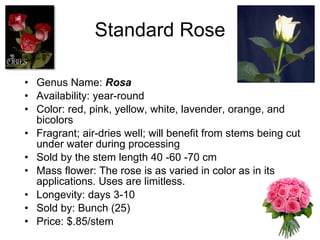 Standard Rose Genus Name:  Rosa   Availability: year-round Color: red, pink, yellow, white, lavender, orange, and bicolors Fragrant; air-dries well; will benefit from stems being cut under water during processing Sold by the stem length 40 -60 -70 cm Mass flower: The rose is as varied in color as in its applications. Uses are limitless.  Longevity: days 3-10 Sold by: Bunch (25) Price: $.85/stem 