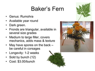 Baker’s Fern Genus: Rumohra Available year round Dark green.  Fronds are triangular, available in several size grades Medium to large filler, covers mechanics, adds mass & texture May have spores on the back – be careful in corsages Longevity: 1-2 weeks Sold by bunch (12) Cost: $3.00/bunch 