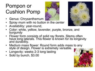 Pompon or  Cushion Pomp Genus: Chrysanthemum Spray mum with no button in the center Availability: year-round,  Color: white, yellow, lavender, purple, bronze, and burgundy Flower form consists of solid ray florets. Stems often have long laterals. This flower is known for its longevity and durability. Medium mass flower: Round form adds mass to any style of design. Flower is extremely versatile. Longevity: weeks 2-3 long lasting Sold by bunch, $3.00 