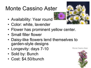 Monte Cassino Aster Availability: Year round Color: white, lavender Flower has prominent yellow center. Small filler flower Daisy-like flowers lend themselves to garden-style designs Longevity: days 7-10 Sold by: Bunch Cost: $4.50/bunch 