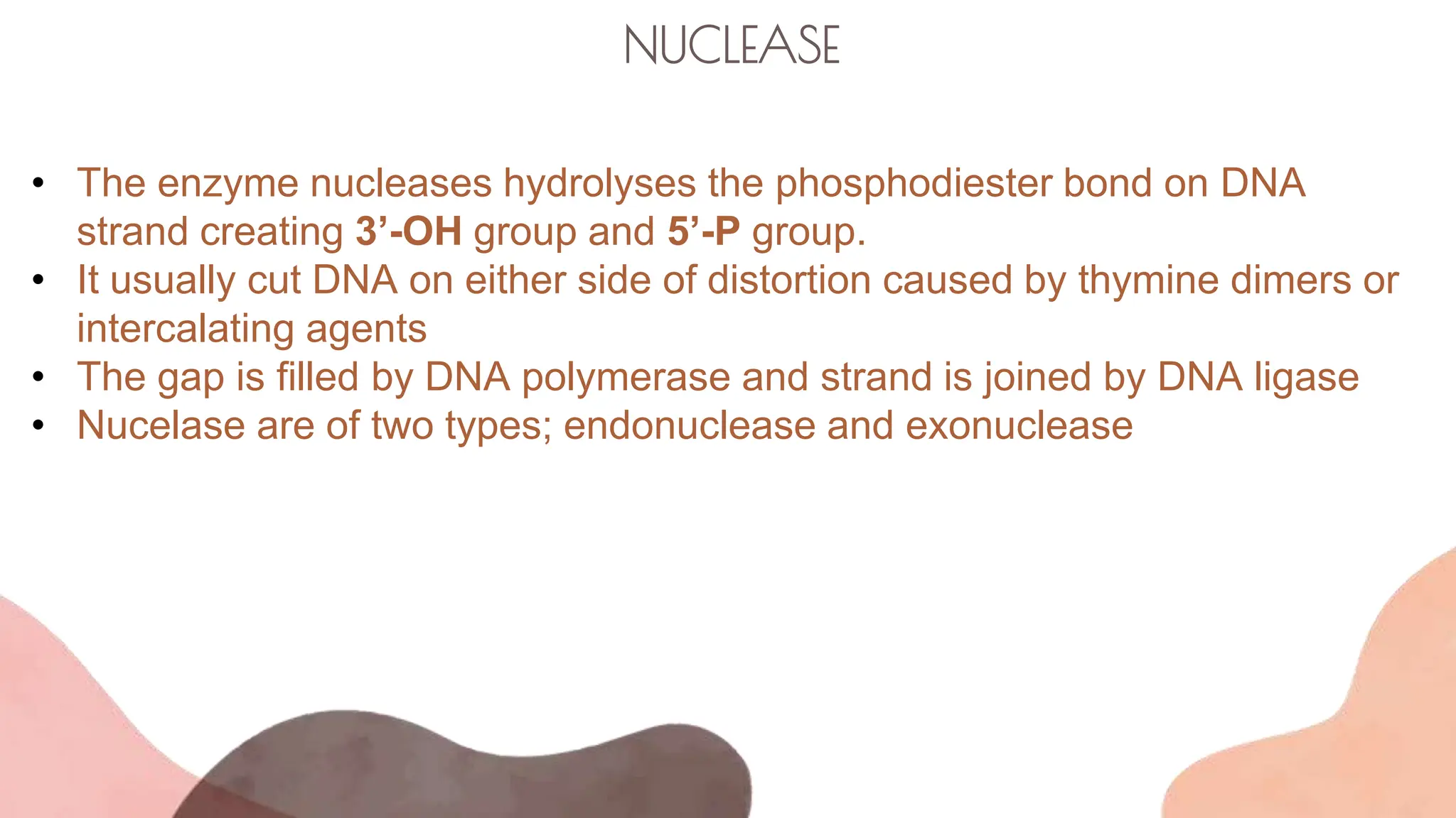 NUCLEASE
• The enzyme nucleases hydrolyses the phosphodiester bond on DNA
strand creating 3’-OH group and 5’-P group.
• It usually cut DNA on either side of distortion caused by thymine dimers or
intercalating agents
• The gap is filled by DNA polymerase and strand is joined by DNA ligase
• Nucelase are of two types; endonuclease and exonuclease
 