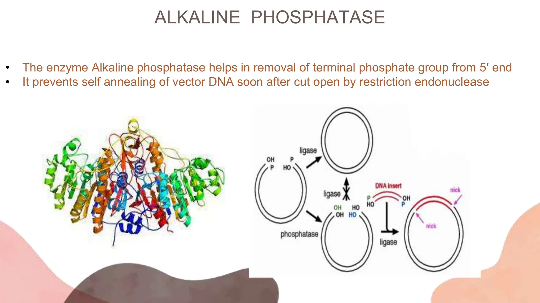 ALKALINE PHOSPHATASE
• The enzyme Alkaline phosphatase helps in removal of terminal phosphate group from 5′ end
• It prevents self annealing of vector DNA soon after cut open by restriction endonuclease
 
