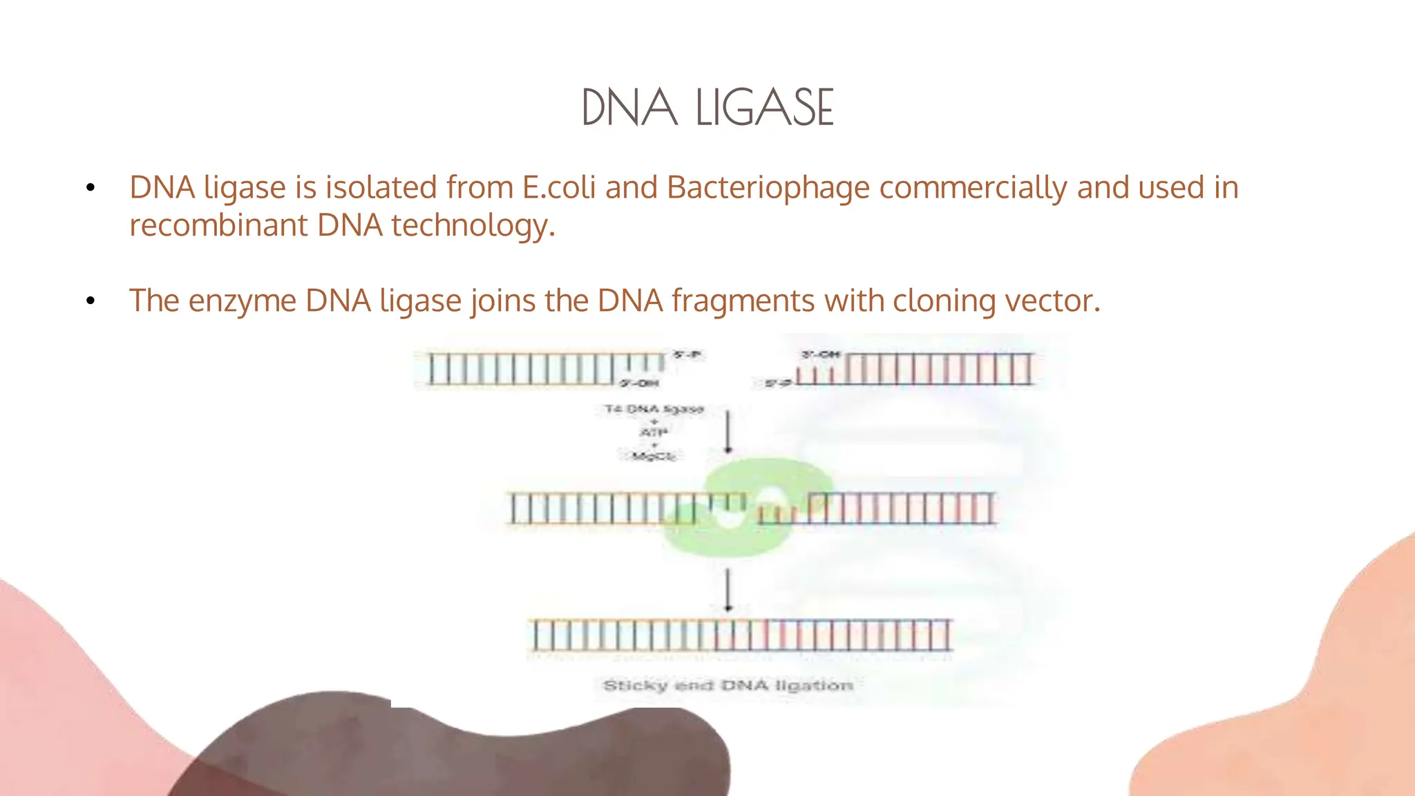 DNA LIGASE
• DNA ligase is isolated from E.coli and Bacteriophage commercially and used in
recombinant DNA technology.
• The enzyme DNA ligase joins the DNA fragments with cloning vector.
 