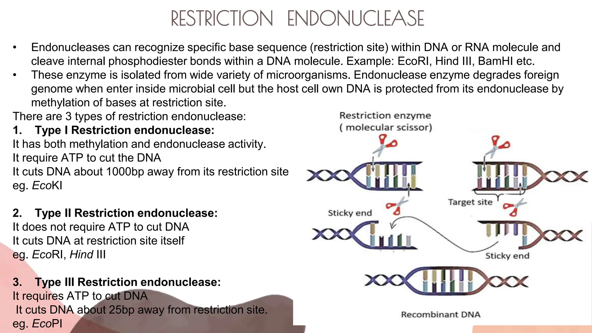 RESTRICTION ENDONUCLEASE
• Endonucleases can recognize specific base sequence (restriction site) within DNA or RNA molecule and
cleave internal phosphodiester bonds within a DNA molecule. Example: EcoRI, Hind III, BamHI etc.
• These enzyme is isolated from wide variety of microorganisms. Endonuclease enzyme degrades foreign
genome when enter inside microbial cell but the host cell own DNA is protected from its endonuclease by
methylation of bases at restriction site.
There are 3 types of restriction endonuclease:
1. Type I Restriction endonuclease:
It has both methylation and endonuclease activity.
It require ATP to cut the DNA
It cuts DNA about 1000bp away from its restriction site
eg. EcoKI
2. Type II Restriction endonuclease:
It does not require ATP to cut DNA
It cuts DNA at restriction site itself
eg. EcoRI, Hind III
3. Type III Restriction endonuclease:
It requires ATP to cut DNA
It cuts DNA about 25bp away from restriction site.
eg. EcoPI
 