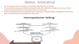 TERMINAL TRANSCRIPTASE
• It is the enzyme that converts blunt end of DNA fragments into sticky end.
• If the restriction enzyme cuts DNA forming blunt ends, then efficiency of ligation is very low. So the
enzyme terminal transferase converts bunt end into sticky end.
• Terminal transferase enzyme synthesize short sequence of complementary nucleotide at free ends of
DNA, so that blunt end is converted into sticky end.
 