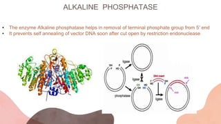 ALKALINE PHOSPHATASE
• The enzyme Alkaline phosphatase helps in removal of terminal phosphate group from 5′ end
• It prevents self annealing of vector DNA soon after cut open by restriction endonuclease
 