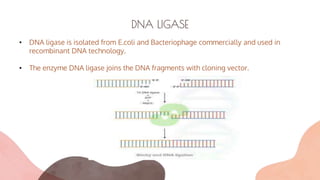 DNA LIGASE
• DNA ligase is isolated from E.coli and Bacteriophage commercially and used in
recombinant DNA technology.
• The enzyme DNA ligase joins the DNA fragments with cloning vector.
 