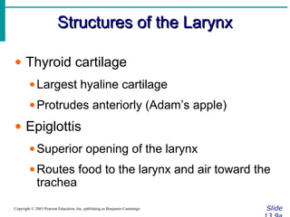 Structures of the LarynxStructures of the Larynx
SlideCopyright © 2003 Pearson Education, Inc. publishing as Benjamin Cummings
• Thyroid cartilage
•Largest hyaline cartilage
•Protrudes anteriorly (Adam’s apple)
• Epiglottis
•Superior opening of the larynx
•Routes food to the larynx and air toward the
trachea
 