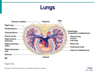 LungsLungs
SlideCopyright © 2003 Pearson Education, Inc. publishing as Benjamin Cummings
Figure 13.4b
 