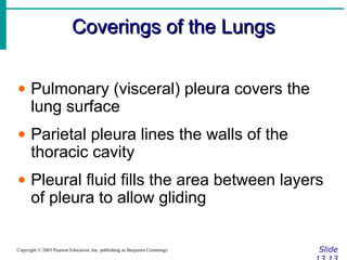 Coverings of the LungsCoverings of the Lungs
SlideCopyright © 2003 Pearson Education, Inc. publishing as Benjamin Cummings
• Pulmonary (visceral) pleura covers the
lung surface
• Parietal pleura lines the walls of the
thoracic cavity
• Pleural fluid fills the area between layers
of pleura to allow gliding
 